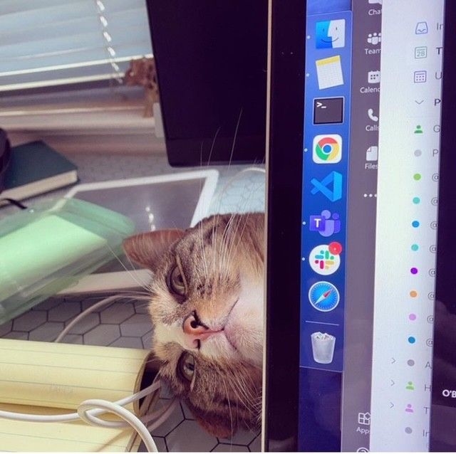tabby-cat-face-computer