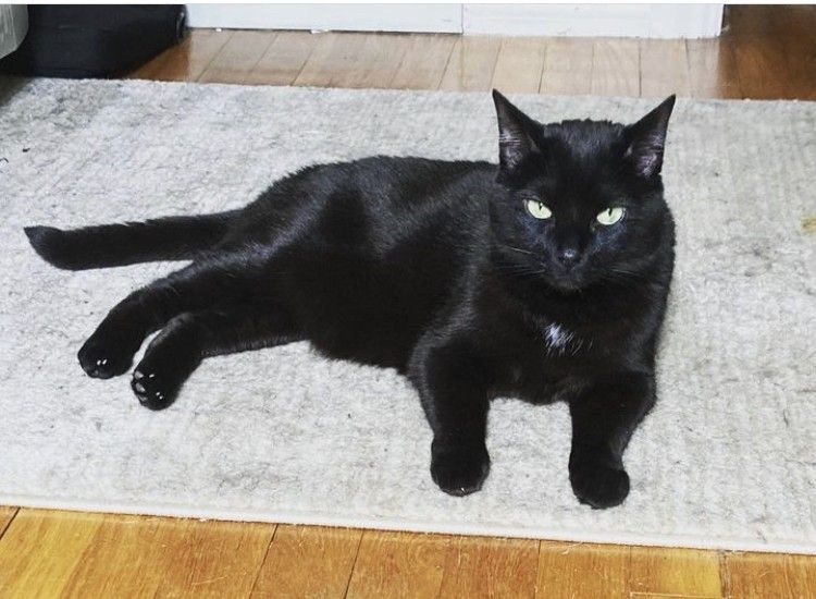 bombay-cat